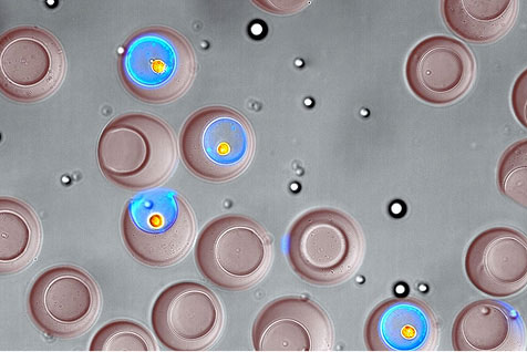Microscopic images of the hydrogels